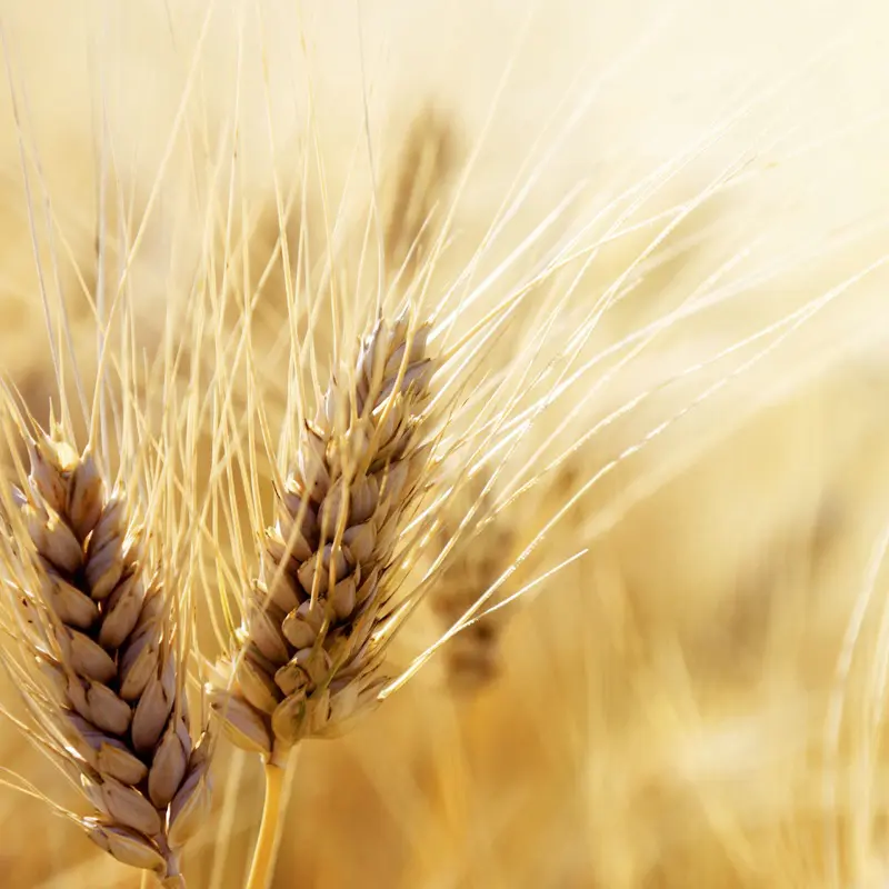 natural wheat sustainable eco friendly material