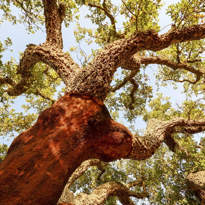 cork vegan leather 800